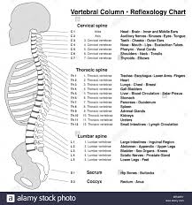Spine Column Reflexology Chart Vertebral Column With Names