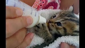Anyone can learn to bottle feed, but there are some tips you'll want to have in order to do so. Kittens Being Bottle Fed Super Cute Youtube
