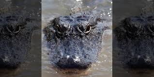 Low Prices Make For Slow Alligator Season In Louisiana Fox