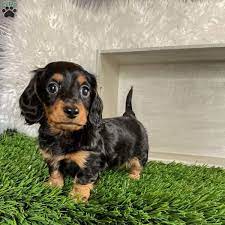 winston mini dachshund puppy