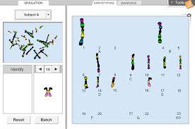 In addition to dna, another. Human Karyotyping Gizmo Lesson Info Explorelearning
