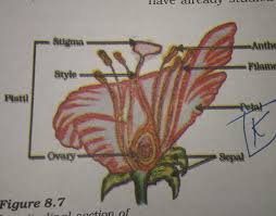 sepal petal ovary and brainly