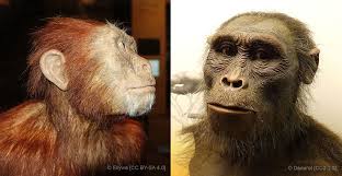 Australopithecus Afarensis Lucys Species Natural History