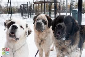 We started our shop with an unparalleled effort on customer service and continue 1404 old gate ln, dallas, tx 75218. Massive St Bernards Ready For Adoption In Canada