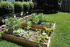 Creating Your Own Kitchen Herb Garden