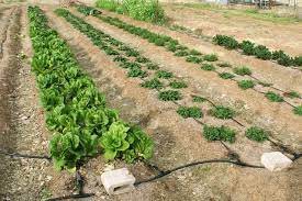 How To Plant A Vegetable Garden In Rows