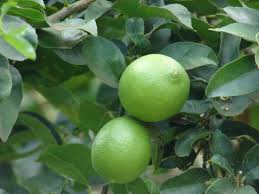 Persian Lime Wikipedia