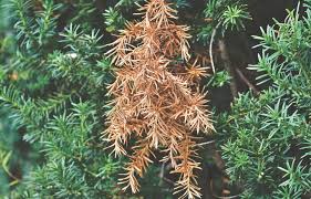 It can be used to create a makeshift so if you're noticing that your usually green tree is turning an unsightly brown color, it can cause a professional tree service company like mr. Why Are My Evergreens Shedding Yellow And Brown Needles Unh Extension