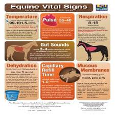 Equine Vital Signs