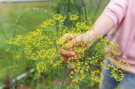 Cooking Herbs Your Garden Can Grow All Year