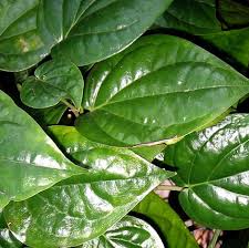 how to grow betel leaf plant growing