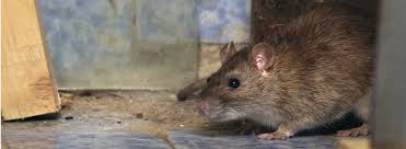 Discover simple ways in making homemade recipes using potato flakes, onions, cayenne pepper and cloves to be successful in your battle against rodents in your house. Diy Mouse Trap And Mouse Repellent Advice Rentokil Kenya
