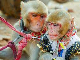 female monkey bilder durchsuchen 61