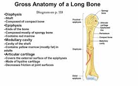 Related posts of long bone diagram labeled bone anatomy lecture. Anatomy Of The Long Bone Page 5 Line 17qq Com