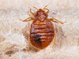 carpet beetle vs bed bug new mexico