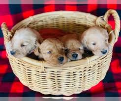 In addition we do not require you to neuter your dog due to the health risks with altering a golden before sexual. Golden Retriever Puppies For Sale Near Oklahoma City Oklahoma Usa Page 1 10 Per Page Puppyfinder Com