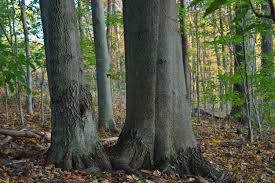 how to identify the american beech tree