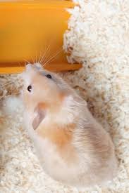 Why Do Hamsters Move Their Bedding