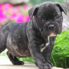 Find out if this cross breed is the right family dog for you. French Bulldog Pitbull Mix Petfinder
