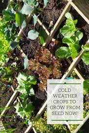 9 Cold Weather Crops You Can Grow Now