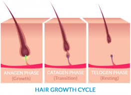 Parents often panic when the baby hair falls out, suspecting unnatural hair fall or hair thinning. What Are Baby Hairs And Why Won T They Grow
