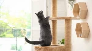 do cats need cat trees what science