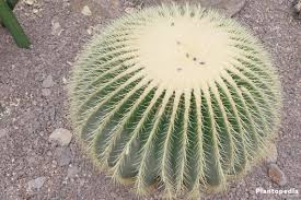 Does barrel cactus have a thick skin? Golden Barrel Cactus Echinocactus Grusonii Plant How To Care Plantopedia