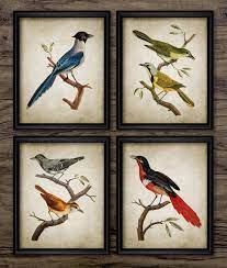 Vintage Bird Wall Art Set Of 4