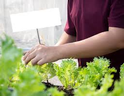 Organic Salad Plant Vegetable Gardening