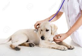 Image result for Veterinary