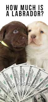 Maybe you would like to learn more about one of these? How Much Is A Labrador Will This Breed Break The Bank