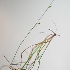 Carex vaginata (sheathed sedge): Go Botany
