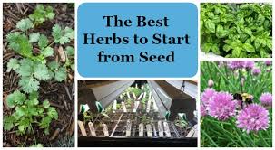 The Best Herbs To Start From Seed For