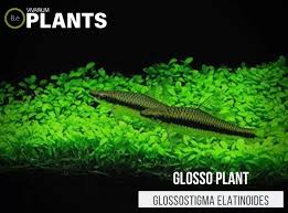 glossostigma elatinoides glosso care