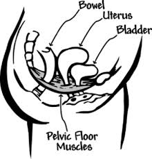 hysterectomy experiences organ