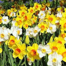 how to grow daffodils planting and