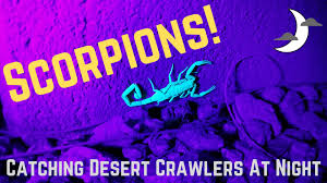 How I Hunt Scorpions Around My Phoenix Home The Arizona Report