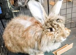 Litter Box Material For Angora Rabbits