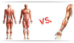 full body workout vs split routine
