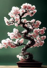cherry blossom bonsai care guide
