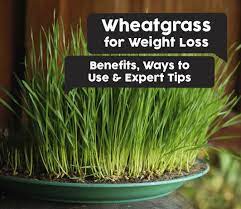wheatgr for weight loss benefits