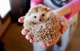complete pet hedgehog care guide