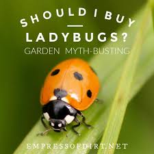 should i ladybugs for my garden