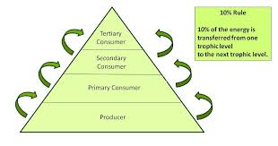 Food Chains Food Webs And Energy Pyramids Texas Gateway
