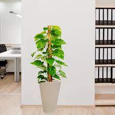 money plant in cream color pot 110cm