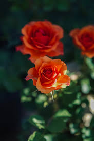 an orange rose flowers in full bloom