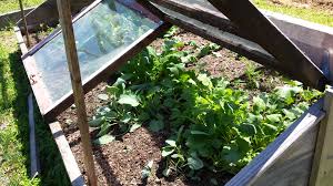 raised bed into a cold frame