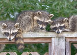 A fence can help protect crops, but remember that raccoons are good climbers. Raccoon Removal Madison Madison Raccoons And Raccoon Removal