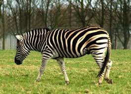 Although zebras are very adaptable animals as far as their habitats are concerned, most zebras live in grasslands and savannas. Where Do Zebras Live Zebra Visit Maryland Zebras Travel And Tourism