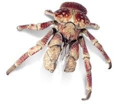 How dangerous are coconut crabs? Robber Crab Facts Coconut Crab Facts Dk Find Out